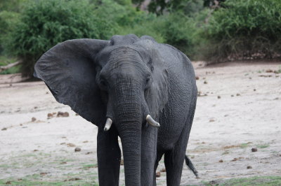 African Elephant3.jpg