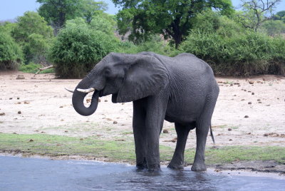 African Elephant5.jpg