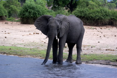 African Elephant6.jpg