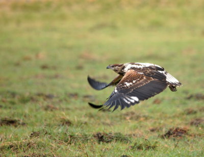 African Fish-Eagle.jpg