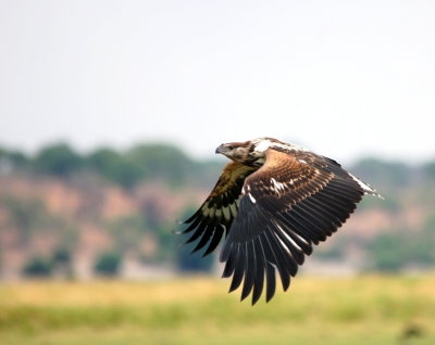 African Fish-Eagle2.jpg