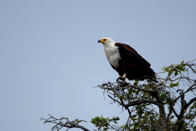 African Fish-Eagle3.jpg