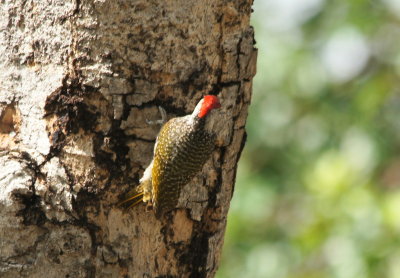 Bennet's Woodpecker.jpg