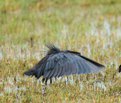 Black Heron2.jpg