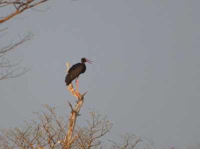 Black Stork.jpg