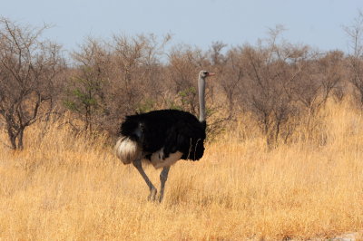 Common Ostrich.jpg