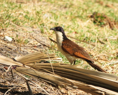 Coppery-tailed Coucal.jpg