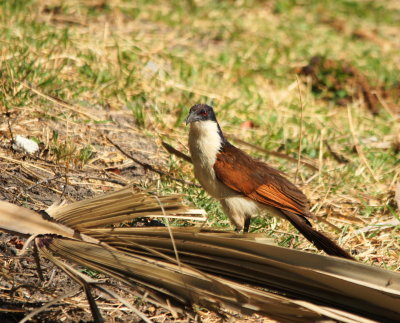 Coppery-tailed Coucal2.jpg