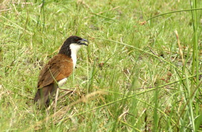 Coppery-tailed Coucal4.jpg