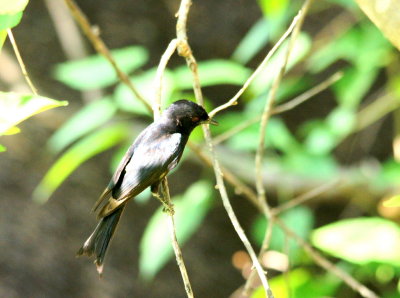 Fork-tailed Drongo2.jpg