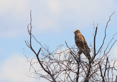 Greater Kestrel.jpg