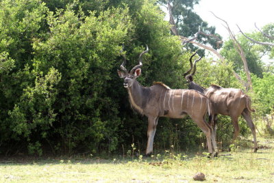 Greater Kudu3.jpg
