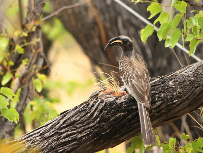 Grey Hornbill.jpg