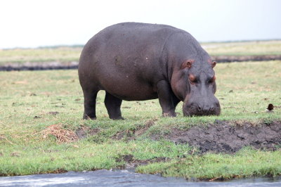 Hippopotamus.jpg