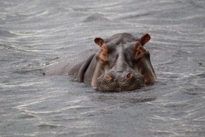 Hippopotamus3.jpg