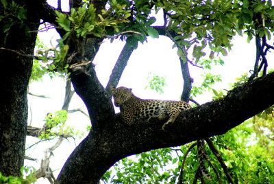 Leopard5.jpg