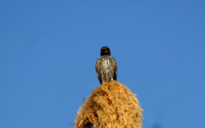 Lesser-striped Swallow.jpg