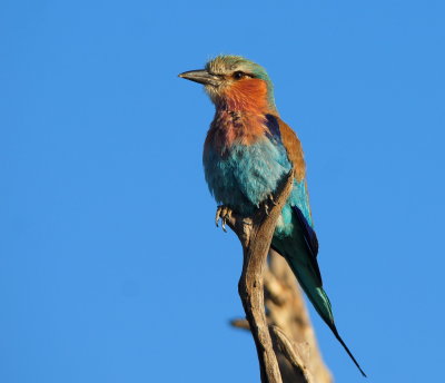 Lilac-breasted Roller.jpg