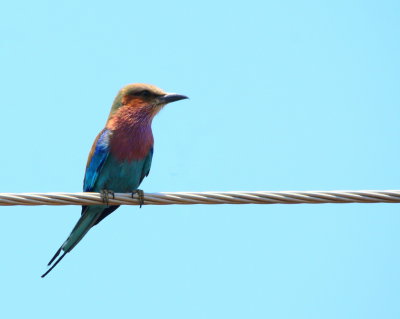 Lilac-breasted Roller2.jpg