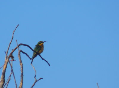 Little Bee-eater.jpg