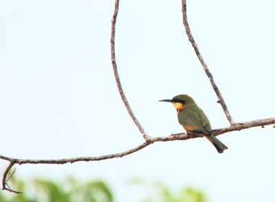 Little Bee-eater2.jpg