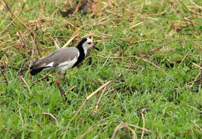 Long-toed Lapwing.jpg