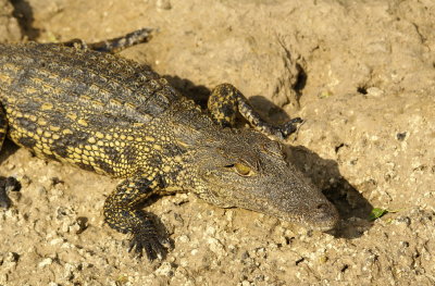 Nile Crocodile.jpg