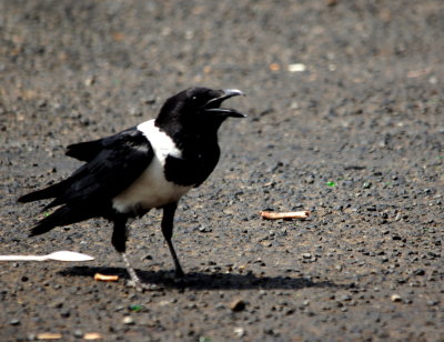 Pied Crow.jpg