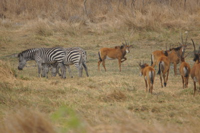 Plains Zebra & Sable.jpg