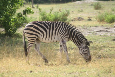 Plains Zebra2.jpg