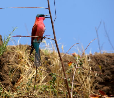 Southern Carmine Bee-eater4.jpg