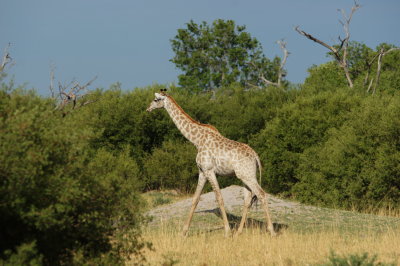 Southern Giraffe.jpg