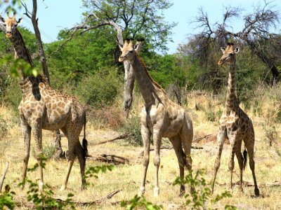 Southern Giraffe2.jpg