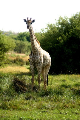 Southern Giraffe3.jpg