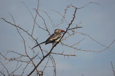 Southern Red Hornbill.jpg