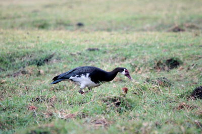 Spur-winged Goose.jpg