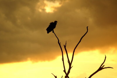 Sunset with Fish-Eagle.jpg