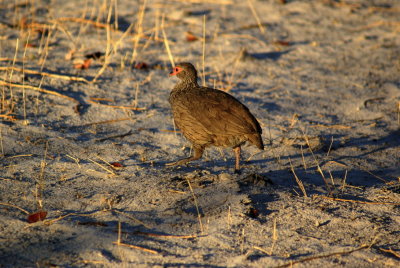 Swainson's Spurfowl2.jpg