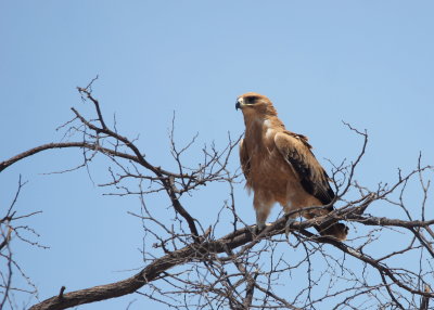 Tawny Eagle.jpg