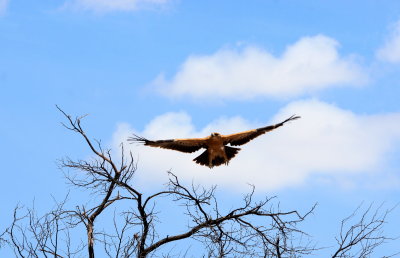 Tawny Eagle3.jpg