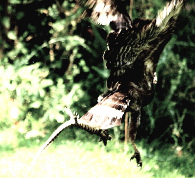 Western Banded Snake-Eagle3.jpg