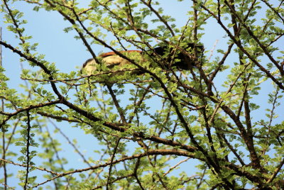 White-browed Coucal.jpg