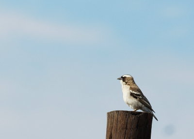 White-browed Sparrow-Weaver.jpg