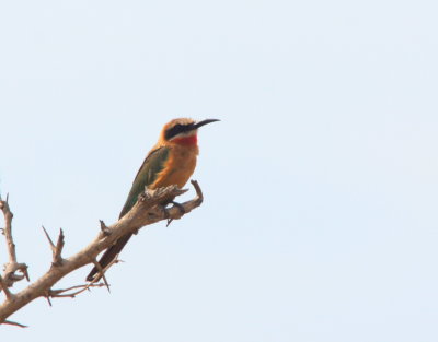 White-fronted Bee-eater.jpg