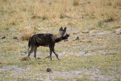 Wild Dog7.jpg