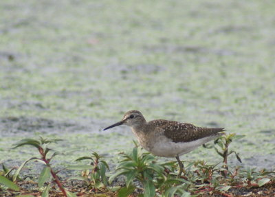 Wood Sandpiper2.jpg