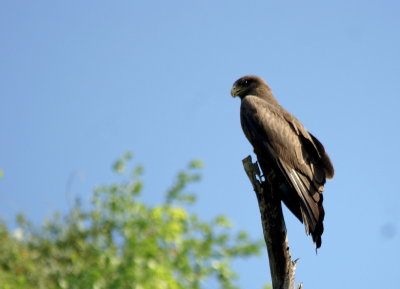 Yellow-billed Kite2.jpg