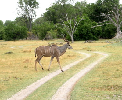 Greater Kudu.jpg
