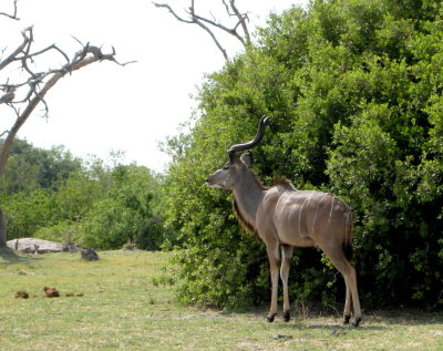 Greater Kudu2.jpg