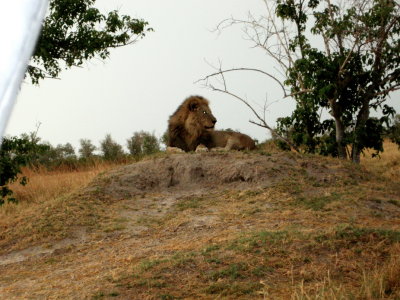 Lion2..jpg